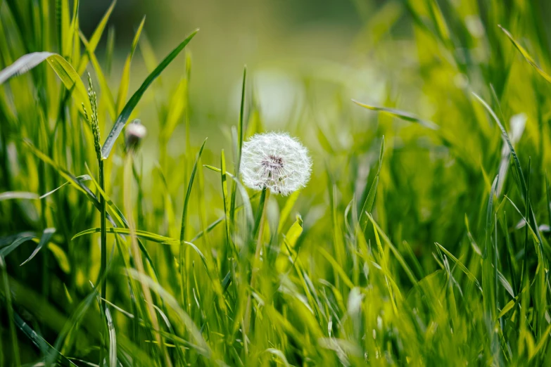 a dandelion flower in the middle of green grass