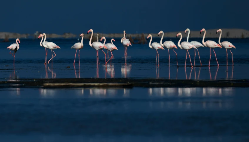 there are many flamingos standing together in the water