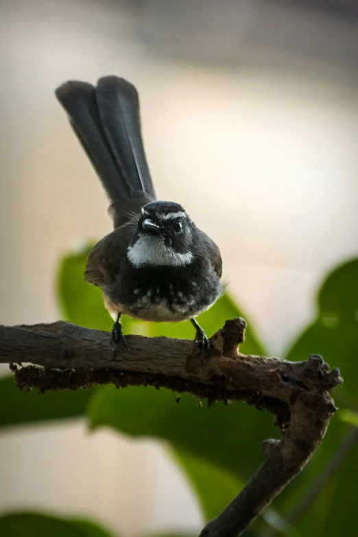 a small bird perched on a tree nch