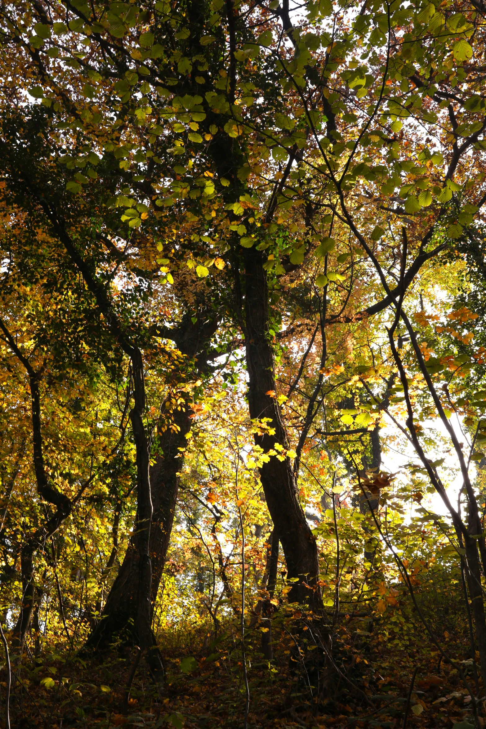 a leaf strewn forest with lots of trees in the background