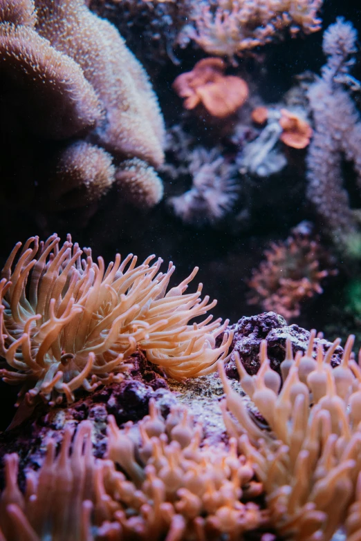 an sea anemone is swimming next to coral