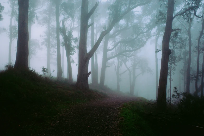 fog hangs on the trees along the trail as it is near a grassy hill