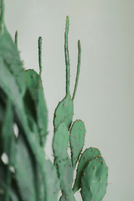 closeup on a cactus plant in front of a wall