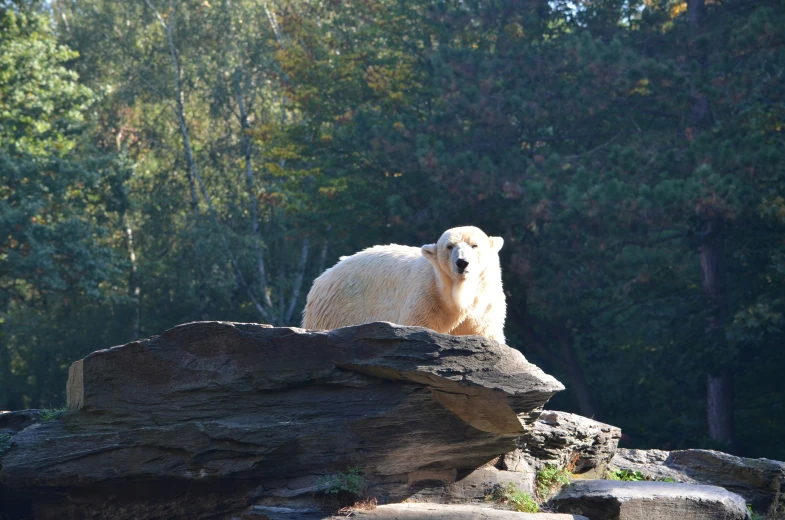 a polar bear is standing on some big rocks