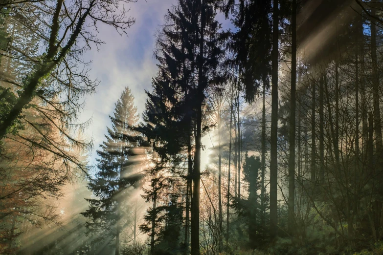 sun shining through the trees in a wooded area