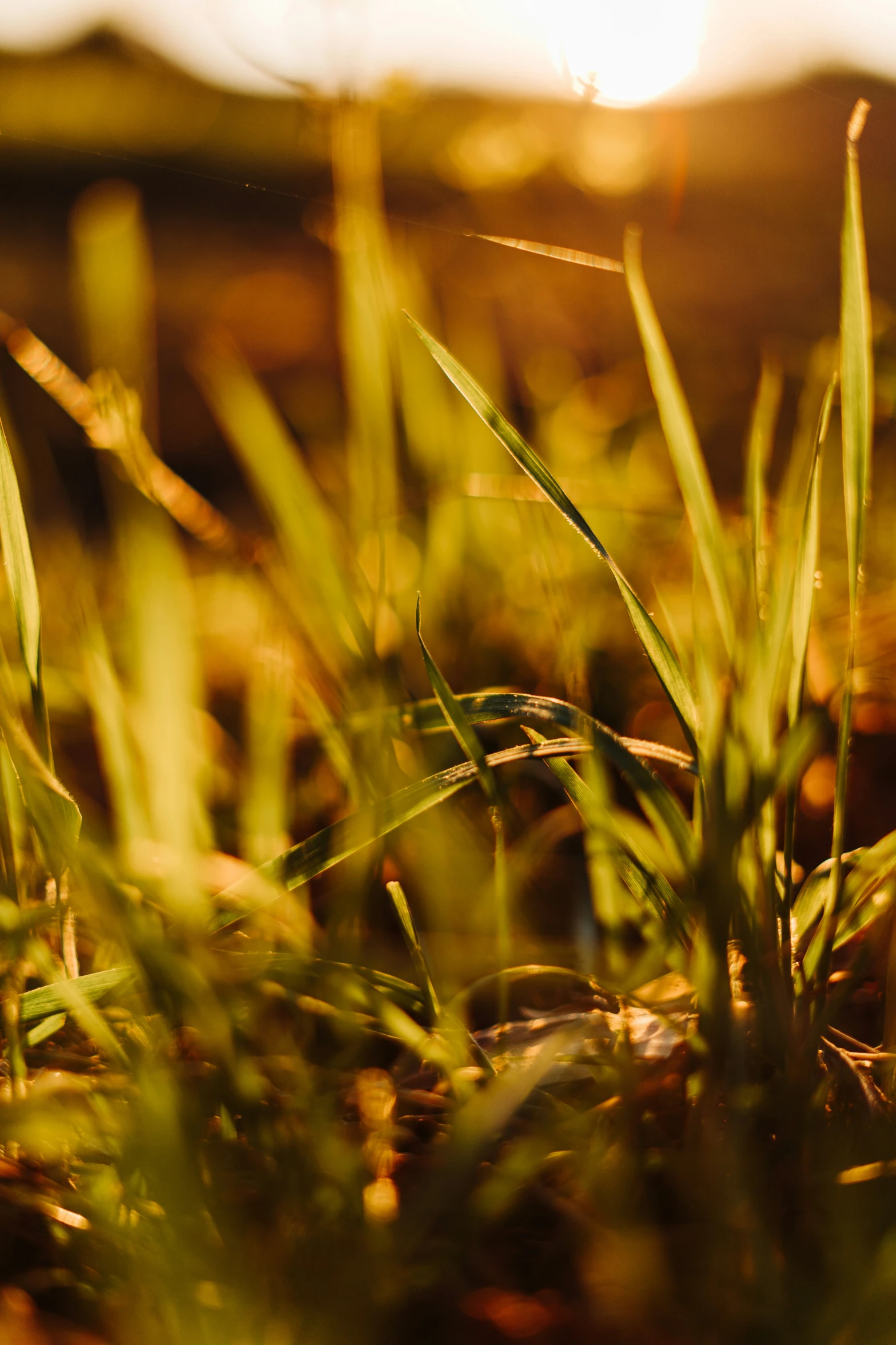 a grassy field with a small bird flying above