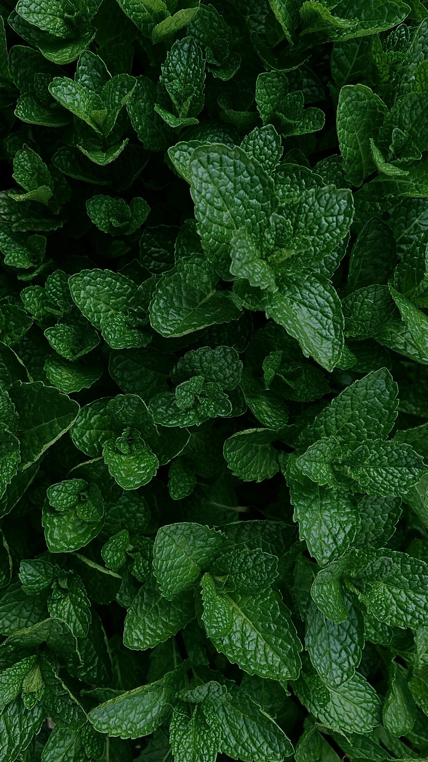 many leafy greens are covering a white background