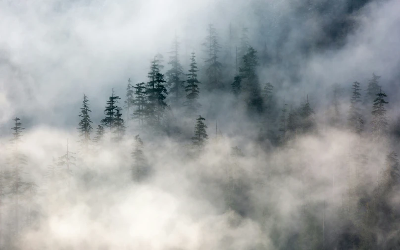 a mountain covered in fog with evergreens on both sides