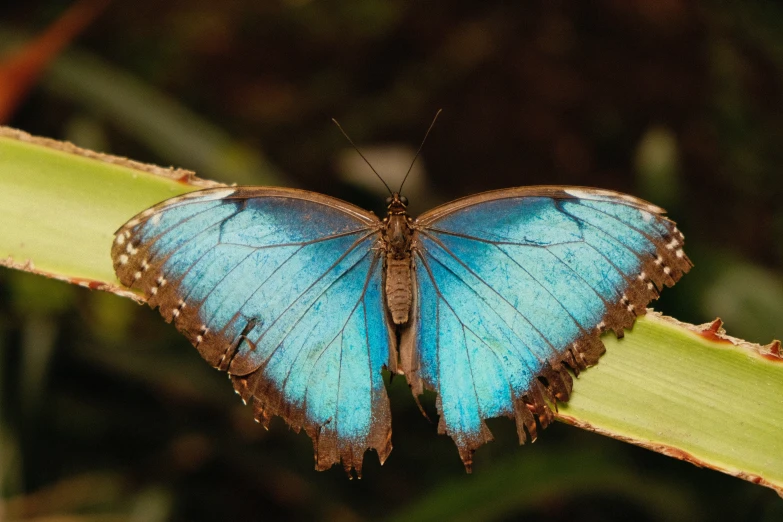 a blue erfly with a light blue wing on a blade