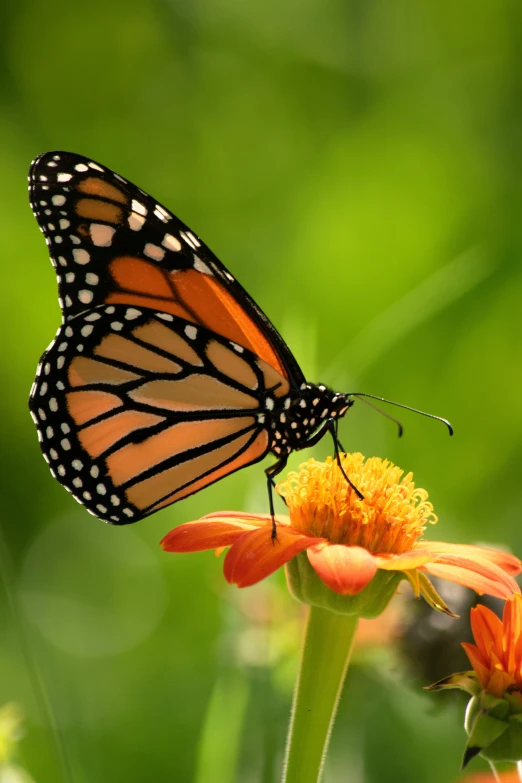 a small orange and black erfly perched on an orange flower