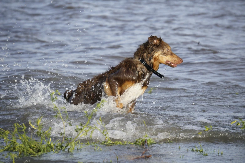 a dog is walking in the water holding a toy