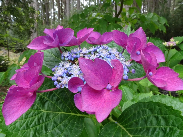 a purple flower in front of some green leaves