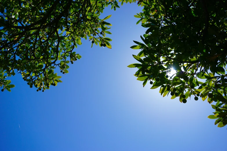 the bright blue sky is behind the large leafy tree