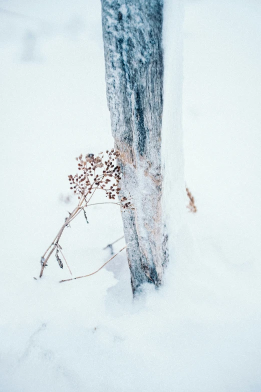 the frozen tree trunk is frozen over with a small plant coming out