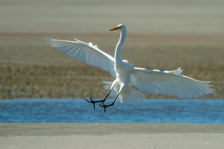 a bird is flying by some water and sand