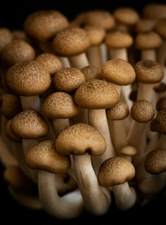 a close up of mushrooms growing on the ground