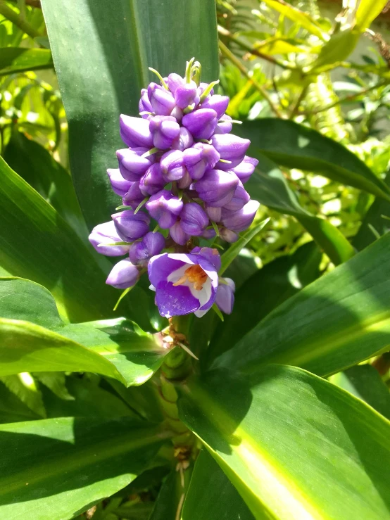 closeup po of a bunch of purple flowers on the nches