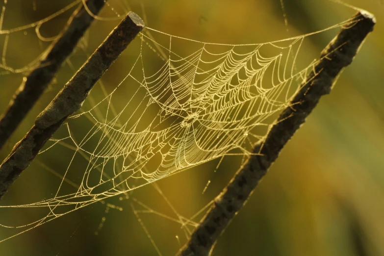 the web is attached to the tree nch with spider's web on it