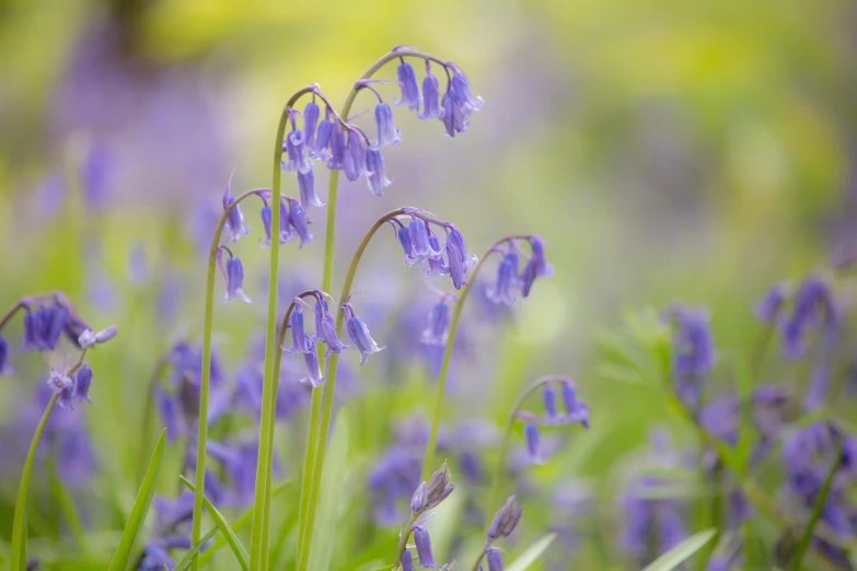 some very pretty purple flowers in a field