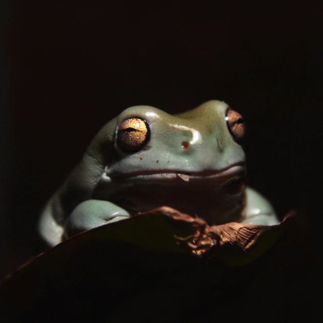 the frog is sitting in the darkness and staring up