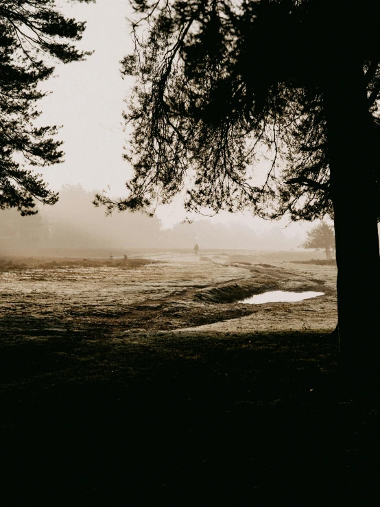 two trees that are sitting by the water