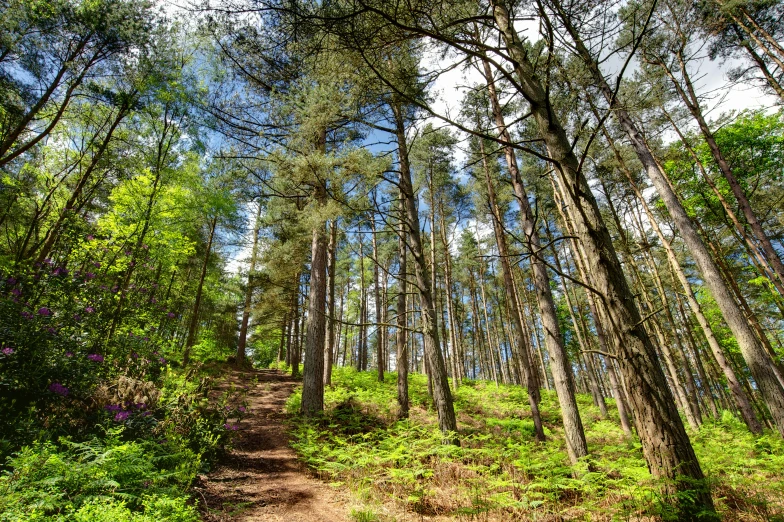 there is a trail in the woods surrounded by green grass