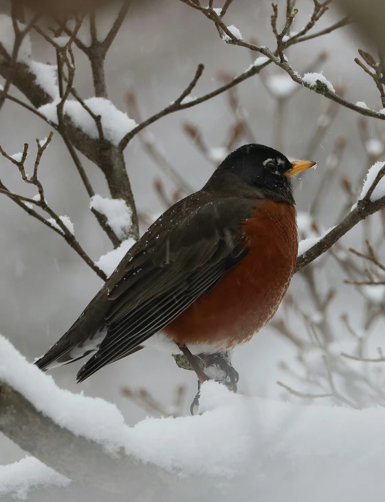 small robin perches on snowy nch in winter