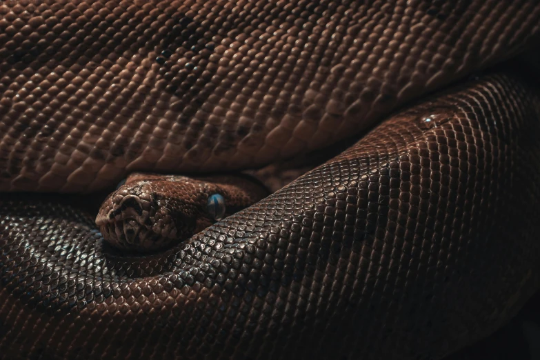 an adult brown snake curled up to sleep