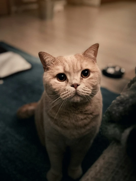 a cat that is sitting down on the floor