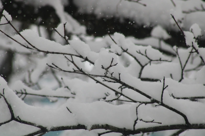 a black and white po of snow on tree limbs