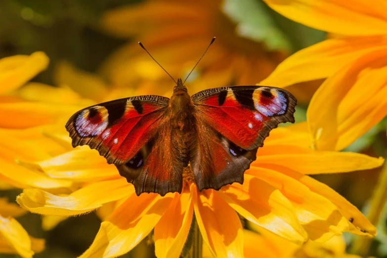 a small colorful erfly on top of a large yellow flower