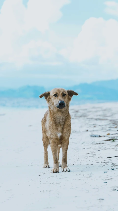 a dog standing on the sand of a beach