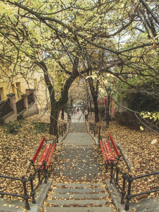 three red benches on stairs leading to trees with leaves