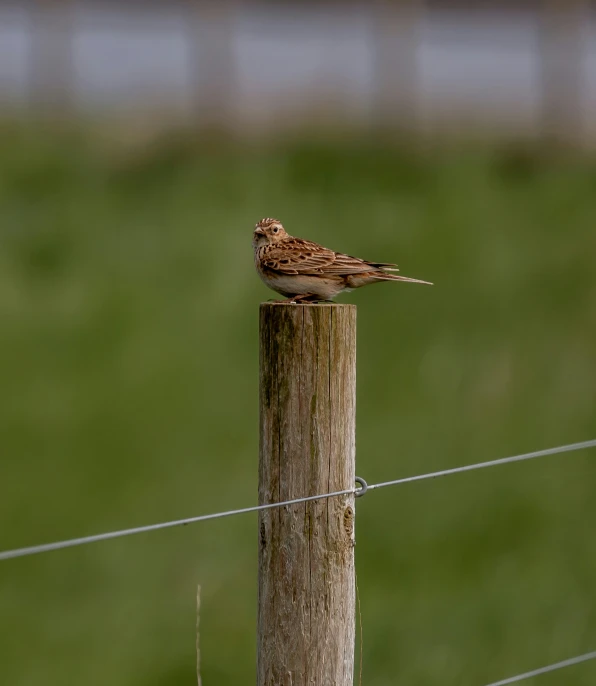 a bird sitting on top of a wooden fence post