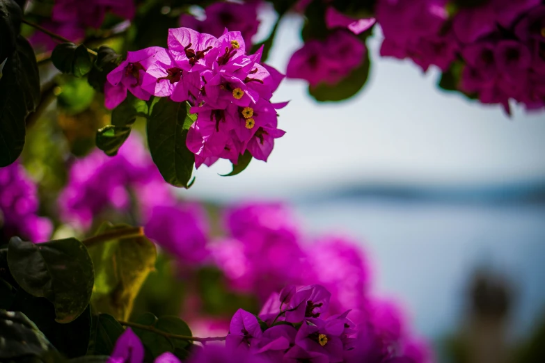 a bunch of purple flowers hanging from a nch