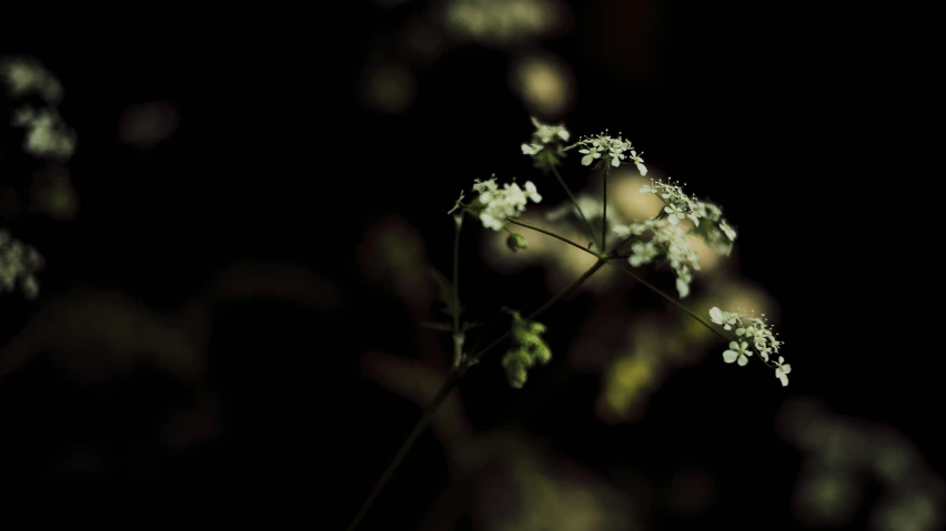 small flowers blooming from dark stems with some white in the background