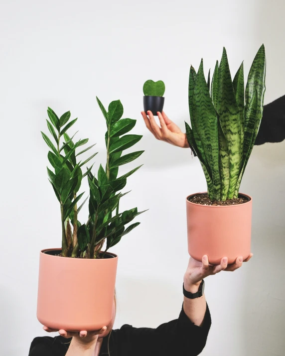 someone holding two different kinds of house plants