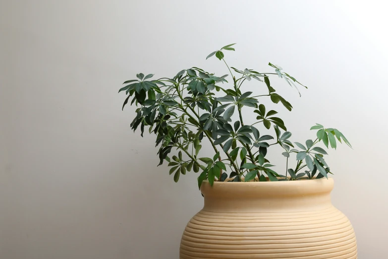 an empty brown vase with a plant in it