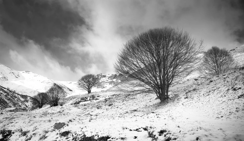 black and white pograph of trees in the snow