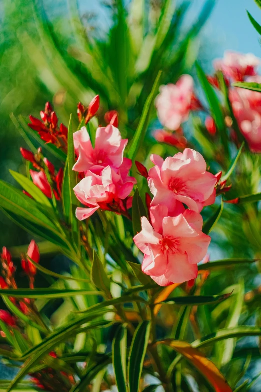 a plant is flowering outside in the wild