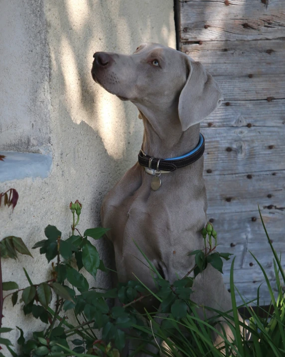 an image of a dog staring up by the wall