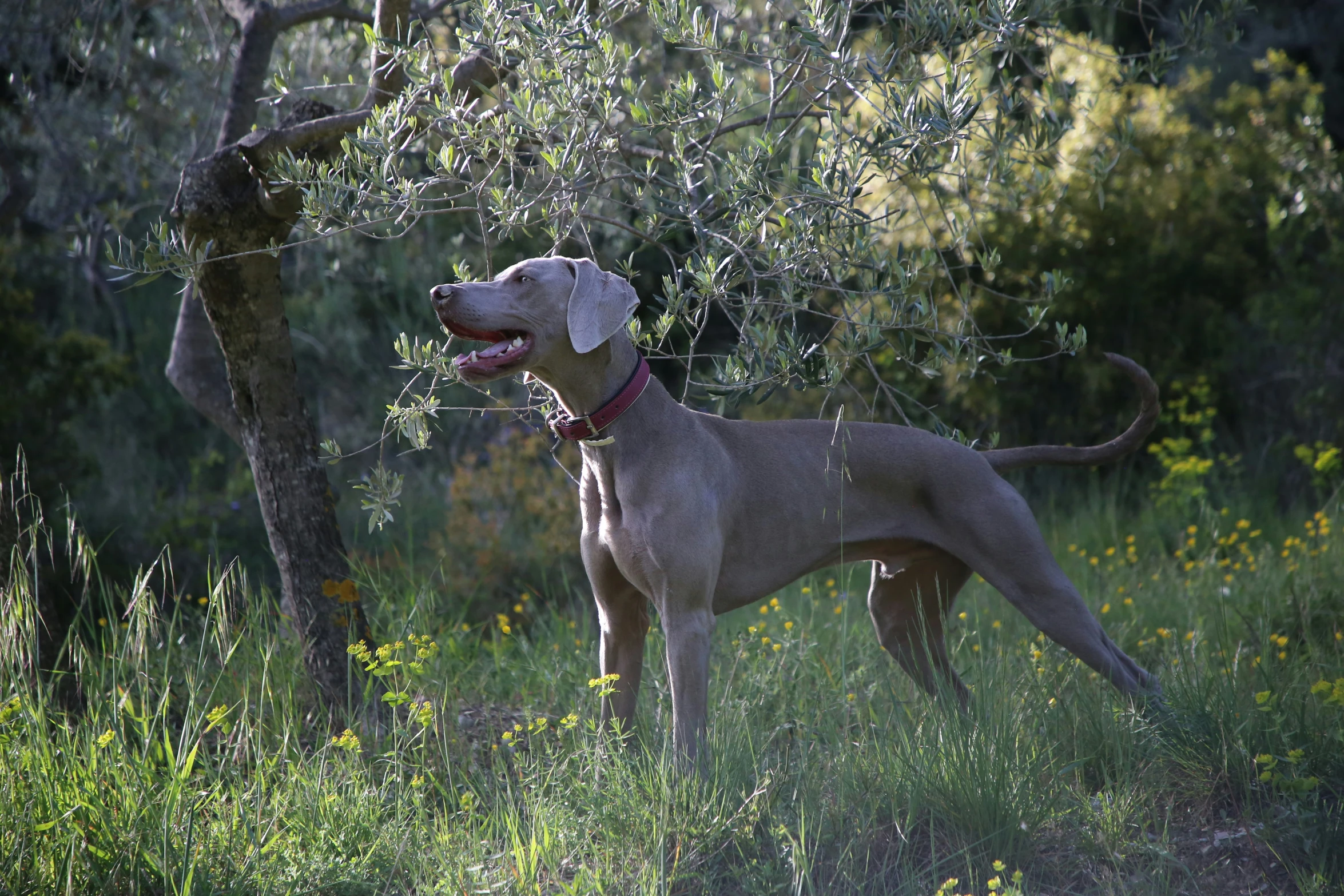 the dog is ready to pounce around in the forest