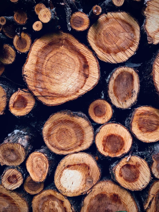 some logs that have been cut in different sizes and colors