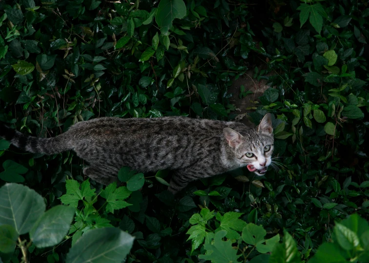 the cat is out in the green bushes