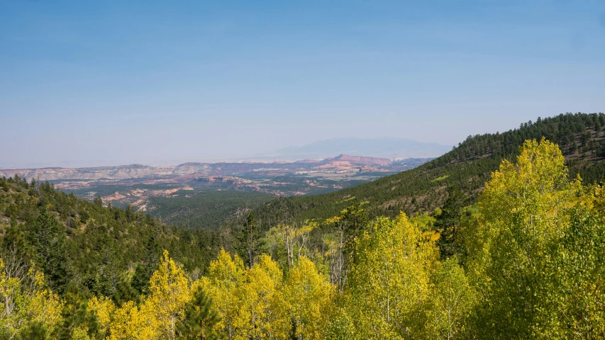 tall, green and leafy trees in the middle of a mountain valley