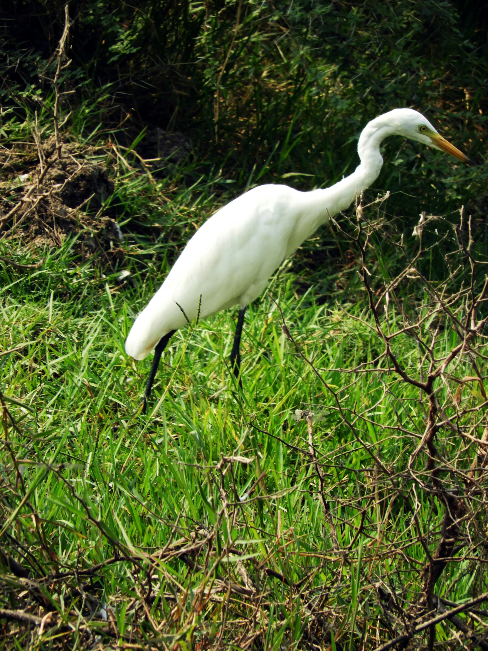 a white bird is standing in the grass