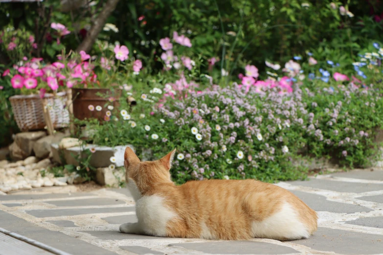 a small orange cat is sitting on a patio