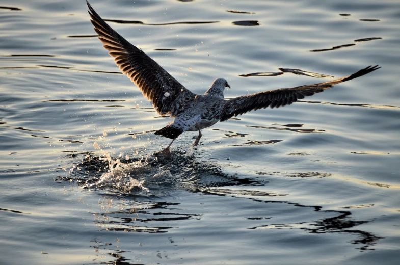 the large bird is coming off of the water