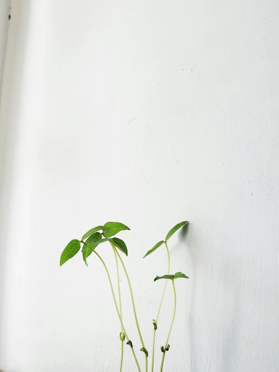 a white wall with plants in it near the top