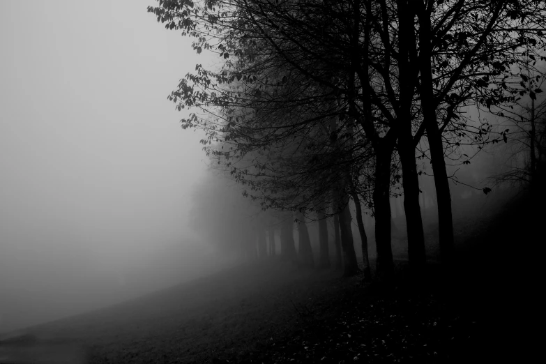 black and white image of tree line in the fog
